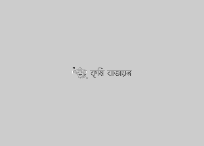 লিচু চাষ কৌশল